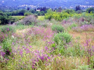 Plantas-silvestres-en-CORFÚ-Grecia-II